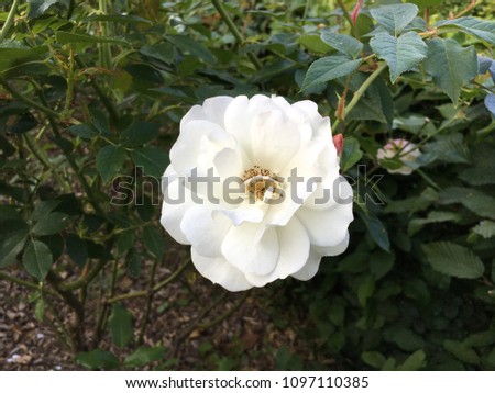 A Close Up Picture of Pure White Peony or Camelia in a Fresh Spring Morning