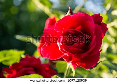 Bouquet of red roses in the garden, copy space floral background. Top view