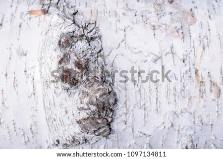 background texture of birch trunk