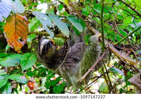 Close picture of a sloth hanging in the branch of an exotic tree in Costa Rica