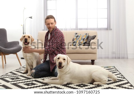 Adorable yellow labrador retrievers with owner at home