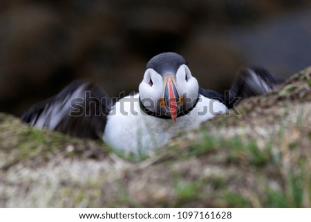 Puffins in the Westfjords on Iceland