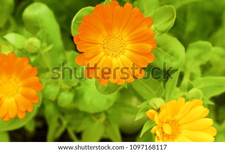 Marigold flowers close up on the meadow. Field of calendula flowers. Summer floral pattern