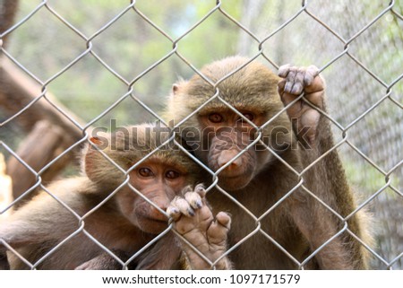 Couple of monkeys behind bars