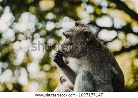 
Pictures of a cute monckey in the monkey forest in Ubud, Bali. Lifestyle. Travel photography