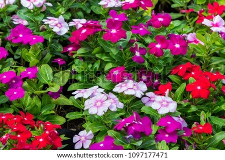Close up beautiful and colorful Madagascar periwinkle flower ( Catharanthus roseus ) in garden Royalty-Free Stock Photo #1097177471
