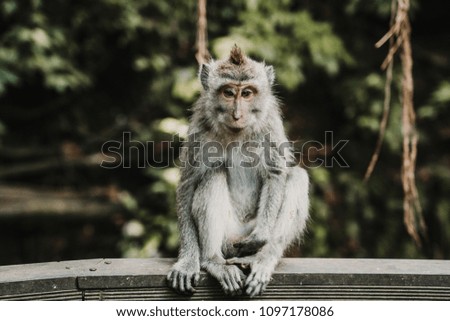 
Pictures of a cute monckey in the monkey forest in Ubud, Bali. Lifestyle. Travel photography