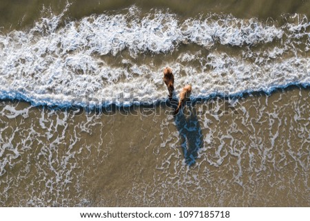 Aerial picture of two horses playing with wave at the beach.