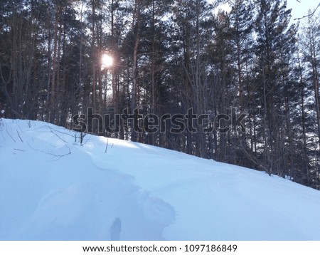 
Winter forest in the rays of the sun