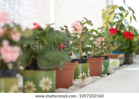 Many flower pots with colorful flowers next to a window with soft light. 