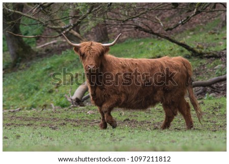 Highland cattle in pasture