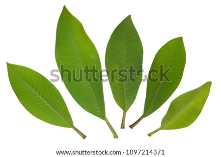 Close up of Plumeria or Frangipani (tropical flowers, Hawaiian Lei Flower)  Plumeria flower blooming and green leaf. Collection of green leaves isolated on white background with clipping path. Spa.