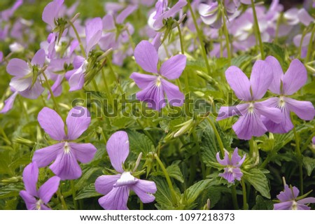 Close up on a Viola cornuta flowers in the garde, commonly known as 