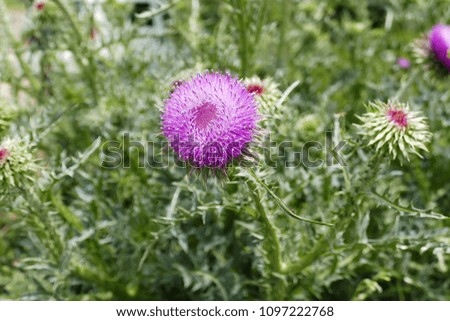 Silybum marianum plant, a medicinal plant glowing in the spring