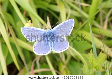Close-up of Male Common Blue Butterfly