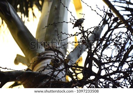 A bird family on a palm tree in a condo in Bangkok.
