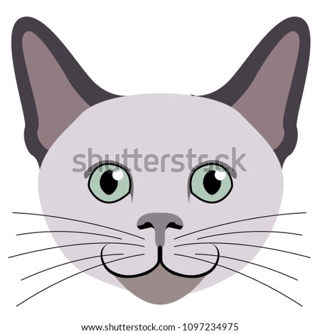 Avatar of a cat. Cat breeds