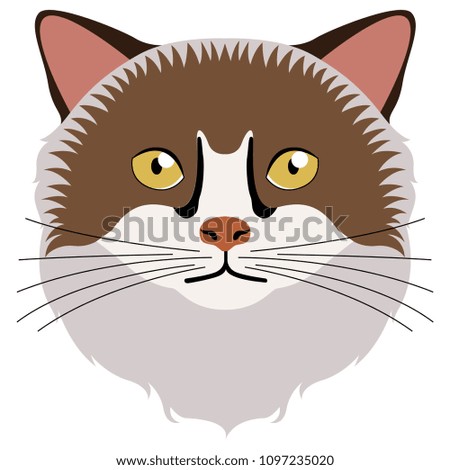 Birman cat avatar. Cat breeds