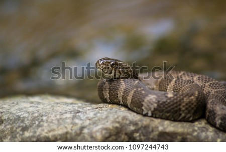 river snake close up