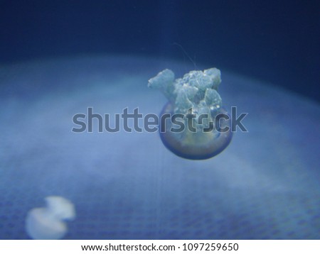 Jellyfish free swimming in the tank