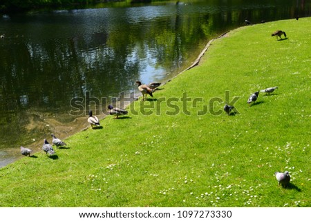 Wild geese in natural habitat, Germany