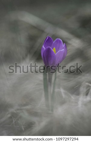 Close up view of purple crocus. Photo taken with a very old lens. Verry soft ans smooth bokeh