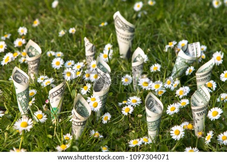 US dollar bills plant with daisy/chamomile on green background. Money plant background.