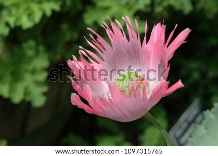 Pink Feathered Poppy with Green Background