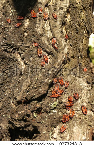 Bedbugs (Pyrrhocoris apterus) on the tree