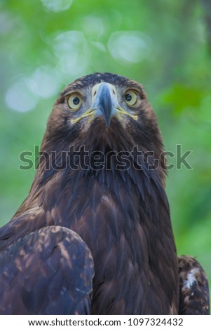 Eagle on a tree in the forest