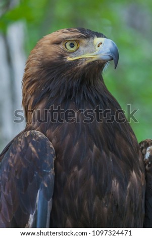 Eagle on a tree in the forest
