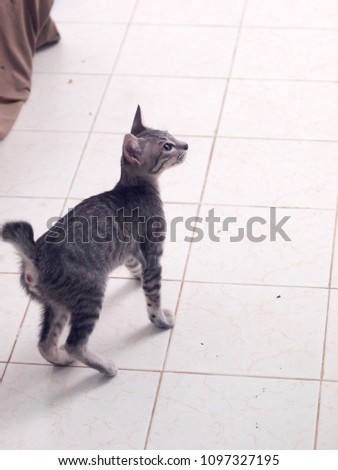 cute short hair young freak asian kitten cat home pat portraits playing around indoor making curious face