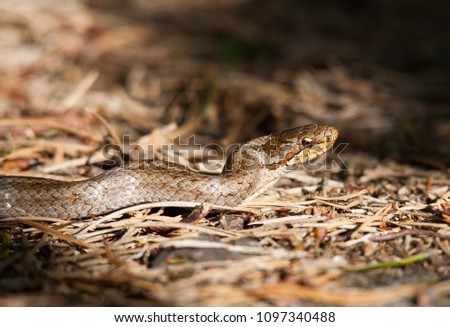 Smooth snake on the forest floor. One of the fine reptile one can find on a nice summer day