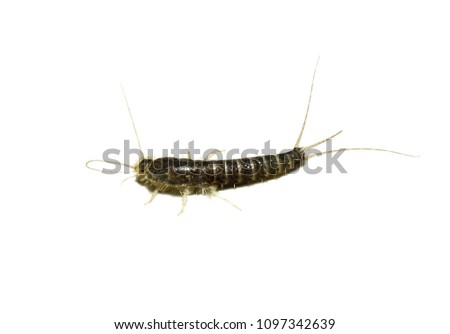 close up of a Silverfish (isolated)