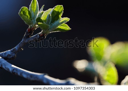 Green leaves of a young apple tree in the backlight of a spring sun. Greenery in backlight