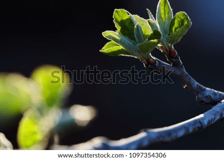 Green leaves of a young apple tree in the backlight of a spring sun. Greenery in backlight
