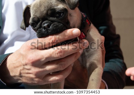 Colorful picture of a man holding with his hand a small pug dog