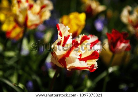Beautiful colorful red & yellow cyclamen flowers bloom in spring garden.Decorative wallpaper with flower blossom in springtime.Beauty of nature poster.Vibrant natural colors
