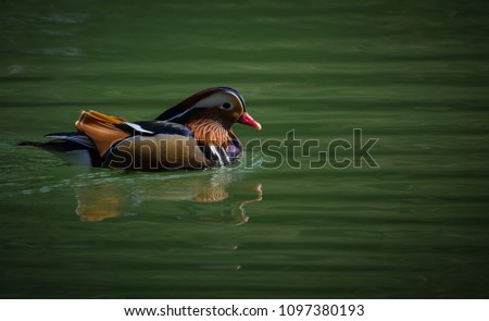 A bird called mandarin duck