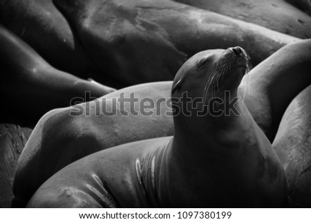 SanFrancisco bay - Sea Lion