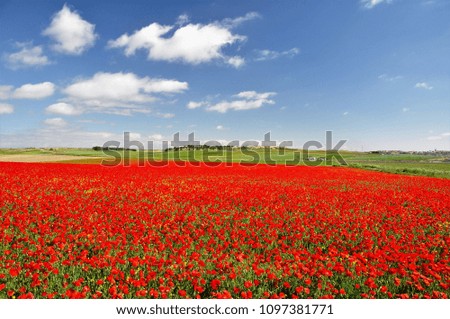 Poppy field in Toledo, Spain