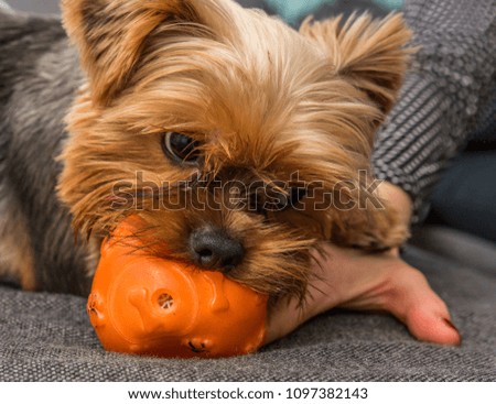 Yorkshire terrier playing with small ball