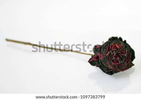 A burnt rose in front of a white background