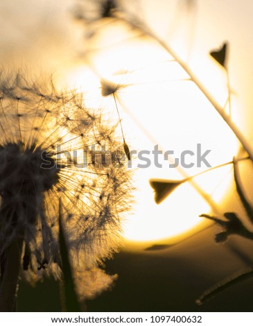 Dandelion silhouette against sunset with seeds