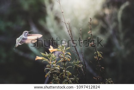 Hummingbird Feeding in the Garden on a Warm Summer Evening
