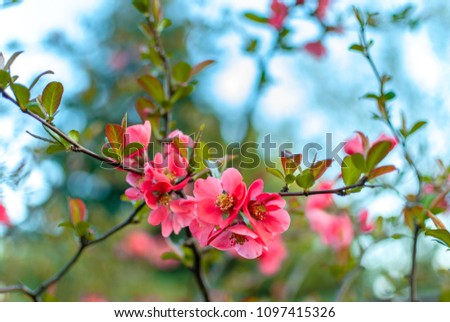 Beautiful pink flowers of Japanese quince. The blooming trees. Shallow depth of field.
