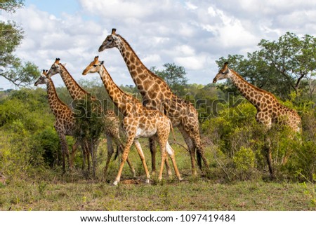 Giraffes herd in Sabi Sands Private Game Reserve part of the Greater Kruger Region in South Africa Royalty-Free Stock Photo #1097419484
