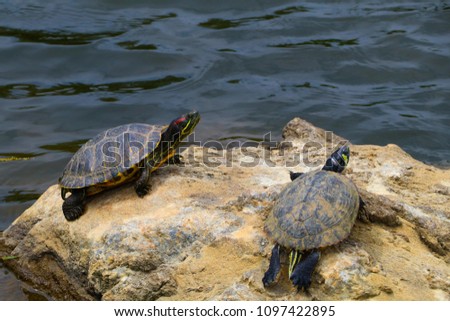 Turtle Pair Sunning