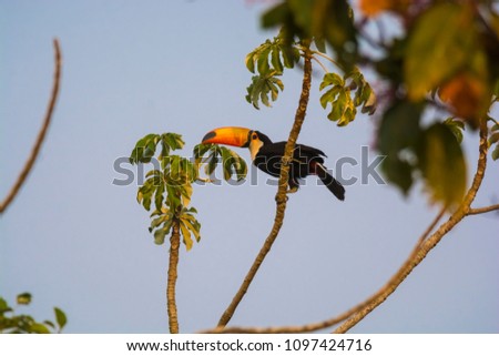 Toco toucan, in forest environment,Pantanal, Brazil