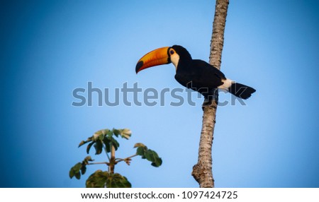 Toco toucan, in forest environment,Pantanal, Brazil